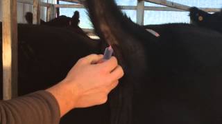 How to Tail Bleed Cattle (Needle & Hub) by Cattle Stats