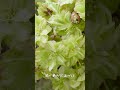 【東山動植物園公式】御衣黄〜桜の回廊〜（2022.4.13撮影）《 桜　植物園 》 short