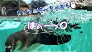 【水族館】スイスイ泳ぐペンギンさんが可愛いにゃ🐧　#水族館 #jp #penguin #ペンギン  #japan #熱海