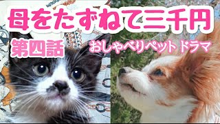 Talkingdog『母をたずねて三千円』おしゃべりペット