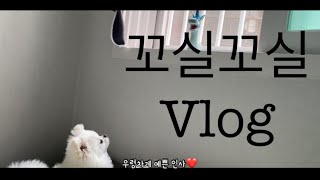 꼬실꼬실 vlog) 서오릉 화훼단지, 등촌샤브칼국수, 머니건(어버이날이벤트) 언박싱, 푸들, 포메라니안