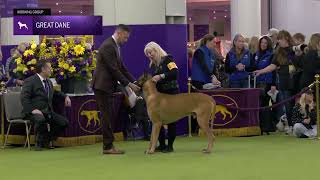 Great Danes | Breed Judging 2025