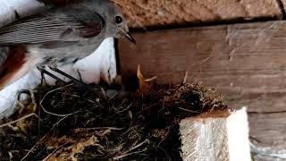 Haus Rotschwanz Vögel Weibchen und Männchen beim Füttern und sauber machen von ihrem Nachwuchs