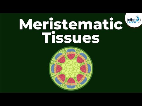 What are different types of meristematic tissue where are they located in plants?