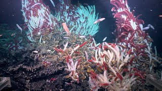 Traveling through Vents | The Underworld of Hydrothermal Vents - Week 1