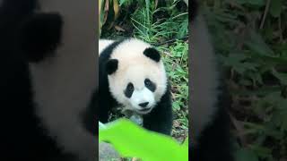 圓寶對你放電 #panda wink at you #shorts