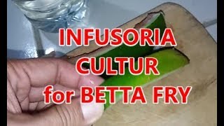 How to Infusoria Culture for  Betta CARA BUAT INFUSORIA tanpa BIBIT 2 HARI JADI untuk anakan cupang