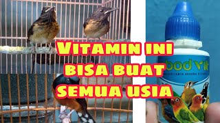 Ebod vit Untuk Murai Batu Muda