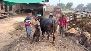 Jafrabadi buffalo Multani dairy farm Gandhwani #buffalo #trending #jafrabadi #trendingshorts #