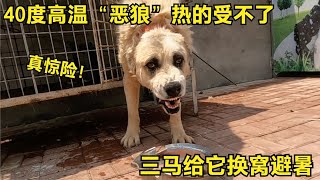 【姚三马】40度高温“恶狼”热的受不了，三马给它换窝避暑，过程太惊险了！