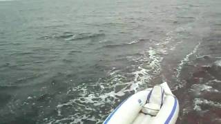 Dolphin Wake