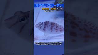 【おすすめ海水魚】サラサゴンベ #モアアクアガーデン