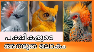 പക്ഷികളുടെ അത്ഭുത ലോകം  The wonderful world of birds