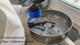 Price 5 kg beluga caviar 4000€ | price 1kg 800€