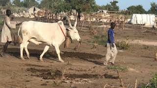 Adut Makoi ku Majok Kuanyliet from Ciec's Traditional Songs