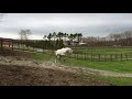 goldship lives a carefree life｜japan s famous horse