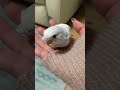 はじめまして🦜＃セキセイインコ コザクラインコ ボタンインコ オカメインコ 赤ちゃん＃ダブルファクター