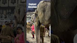 #elephant #blessings #tirumala #shortsfeed #hills #ytshorts #virus #viralvideo #status