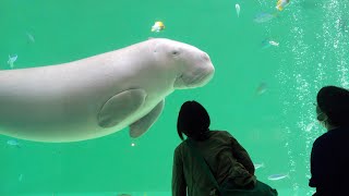 【短い癒し動画】大きいなぁ、ジュゴンのセレナ! 鳥羽水族館のdugong Serena