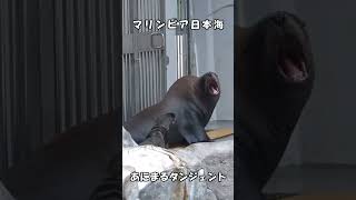 トドの赤ちゃんの鳴き声 #shorts