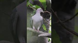 樹上的🌿 綠皇鳩💚