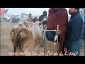 today fresh luddan mandi qurbani 2025 luddan mandi aj ki video global village farming