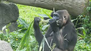 little gorilla Jabali Ringo eats play.Jabali want take the breakfast of Tayari Iriki. 2022-9-19 0931