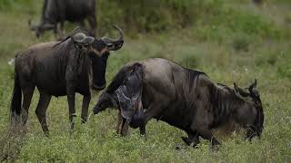 2021 Calving of the Wildebeest in Southern Serengeti, Tanzania. Shared by Inspiration Africa.