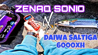 ZENAQ SONIO X DAIWA SALTIGA 2023[SPANISH KING MACKEREL]TANIGUE/サワラ 瀬戸内海日本釣りました