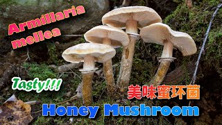 Don't Confuse this One with Psychedelic Shrooms! Choice Edible Mushroom - Armillaria mellea