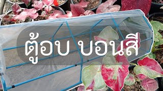 วิธีทำ ตู้อบ บอนสี (โดม พลาสติก) ขนาด 1x3 เมตร ใช้งบไม่ถึง 1000