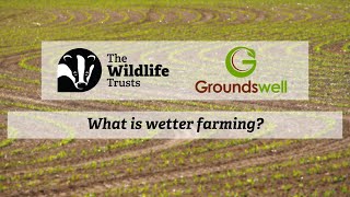 What is wetter farming (paludiculture)?