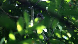 繡眼畫眉  🐦 Alcippe morrisonia