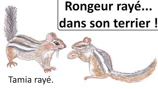 RONGEUR RAYÉ... DANS SON TERRIER ! - Tamia rayé.