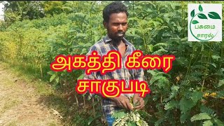 அகத்தி கீரை சாகுபடி