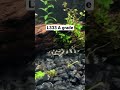 L333 A grade pleco