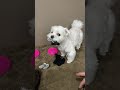 playing donut shop again 🤣 shorts cutedog maltese