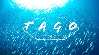 これが日本の誇る伊豆の海。田子ダイビングVlog