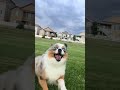 this is a funny dog 😭 cr @koda.toy.aussie tt shortsfunny cutepet funnyanimalvideos doglife