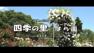 福島の花めぐりより　Ｖｅｒ. 4Ｋ ～福島市四季の里　リニューアル ばら園～