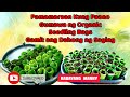 How to make Organic Seedling Bag from Banana Leaves