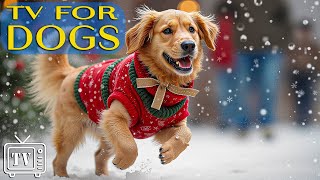 Relaxing Christmas Dogs🎄DOG TV: Best Videos to Relax Dogs + Music for Dogs a Peaceful Christmas