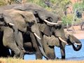 South Africa - Victoria Falls & Chobe Safari