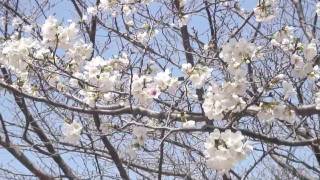 宮崎市で桜の開花宣言