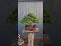 บอนไซเพรมน่าทรงต้น บอนไซ bonsai บอนไซตั้มโคราช บอนไซเพรมน่า