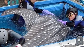 海遊館にジンベエザメ　１４年ぶり、オスとメスそろう