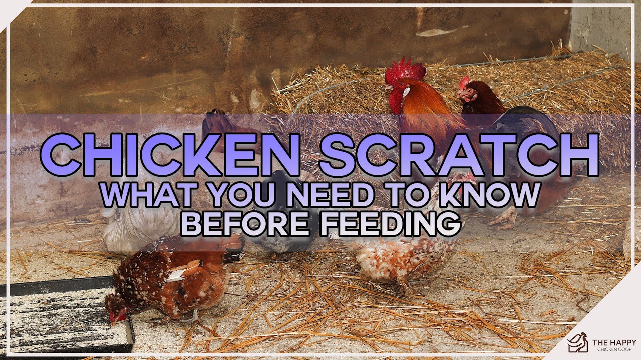 What Is Chicken Scratch A Complete Guide For Backyard Chicken Owners