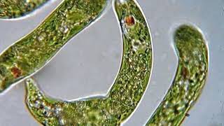 Euglenaceae | Wikipedia audio article
