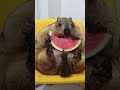 the lovely sound the fat marmot makes cute animals cuteanimals marmot