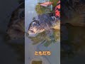 人懐っ鯉 shorts 鯉 魚 川魚 人懐っこい かわいい